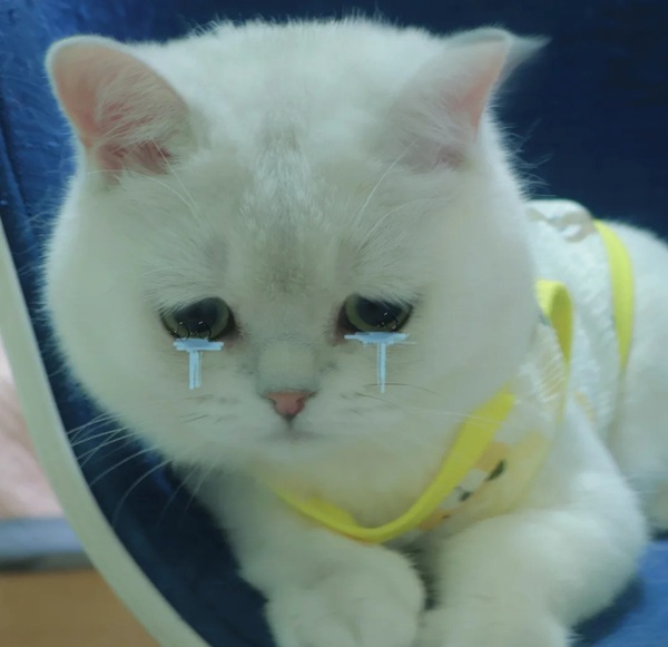 avatar mèo buồn 2