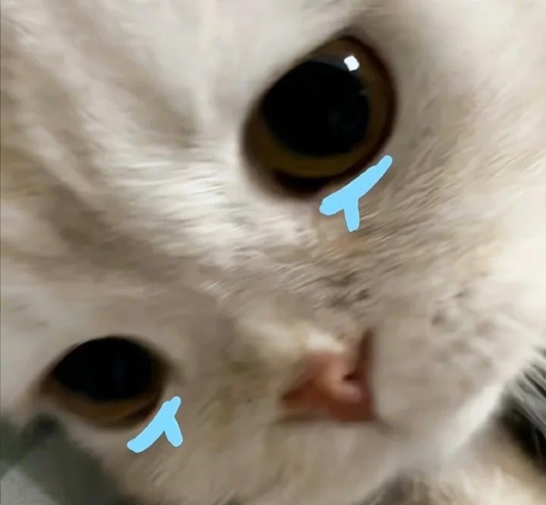 avatar mèo buồn 23