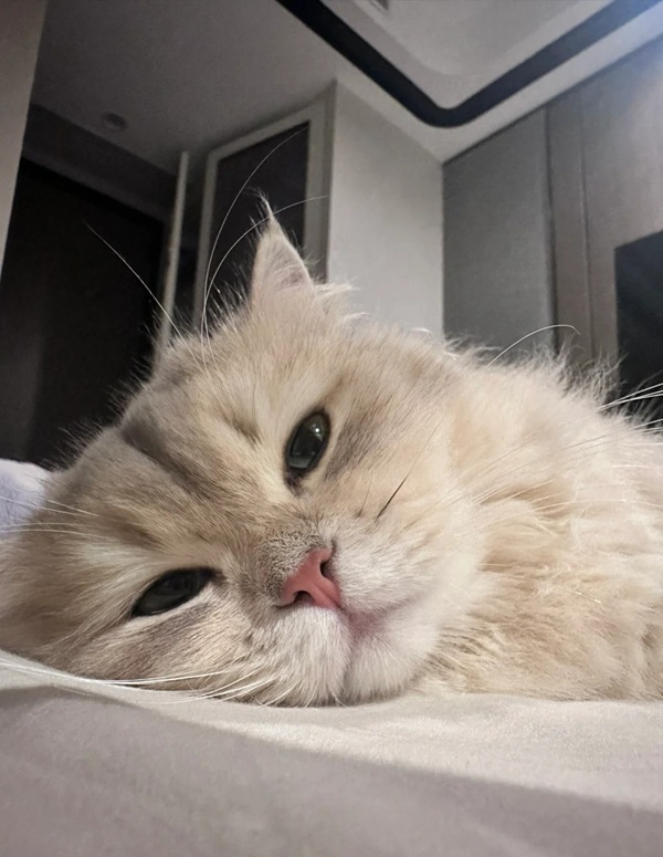 avatar mèo buồn 29