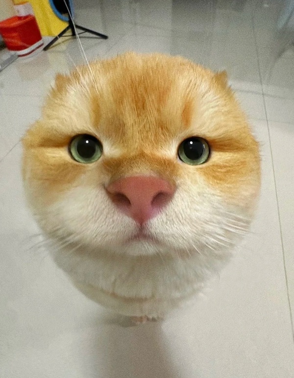 avatar mèo buồn 7