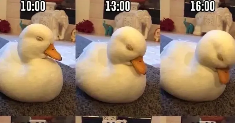 meme vịt vàng 35