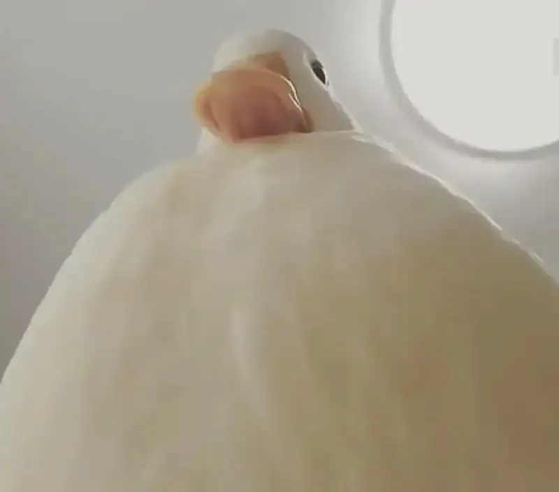 meme vịt vàng 36