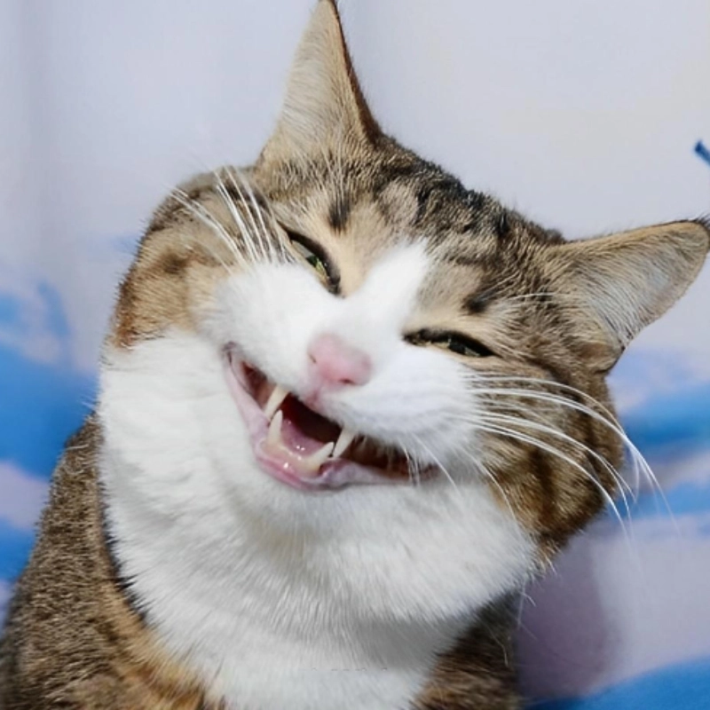 meme cười 4