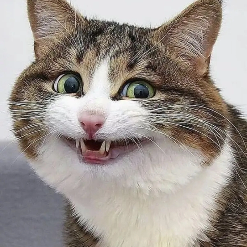 meme cười 7