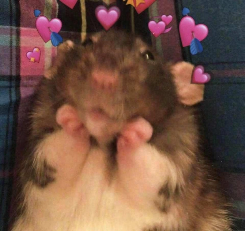 ảnh hamster meme 4
