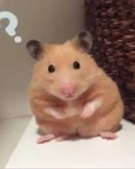 anh hamster meme 09