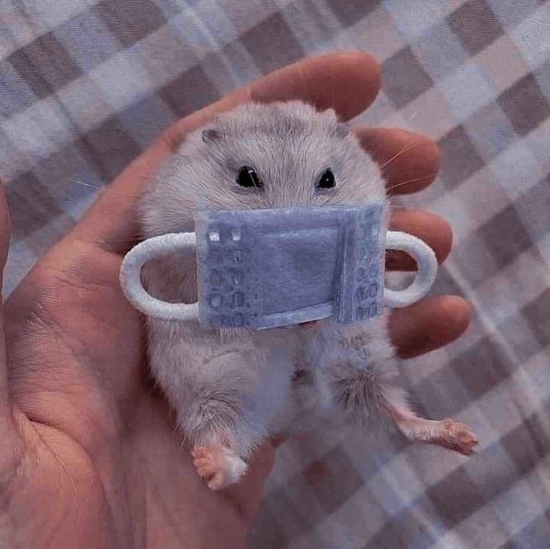 ảnh hamster meme 8