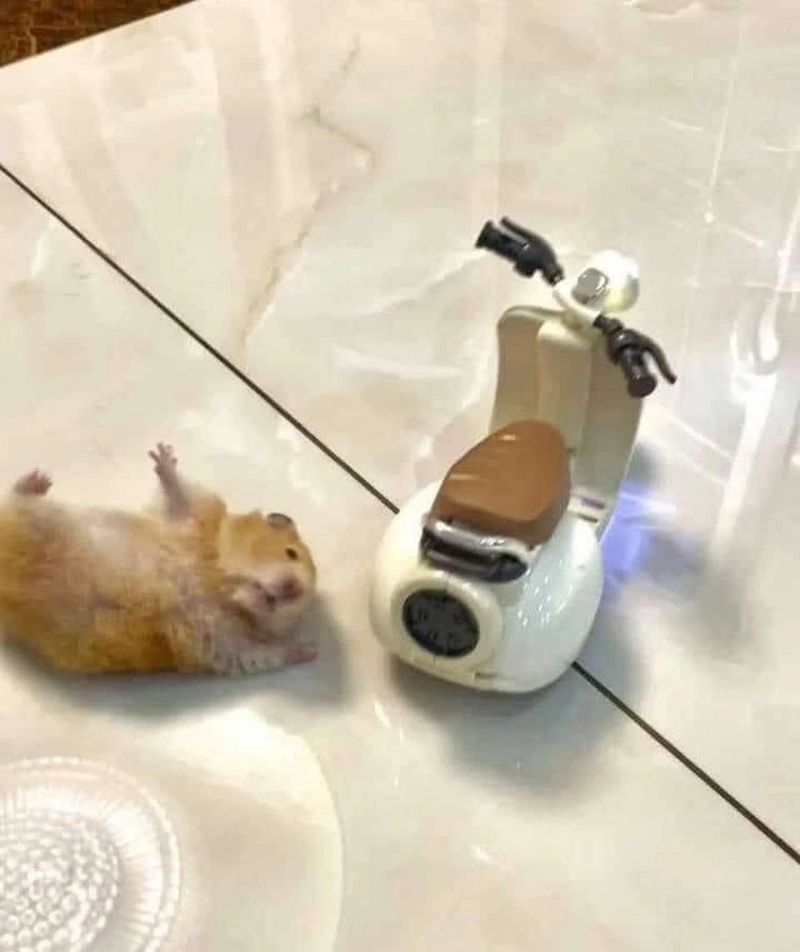 ảnh hamster meme 12