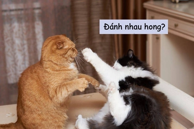 ảnh meme đánh 4