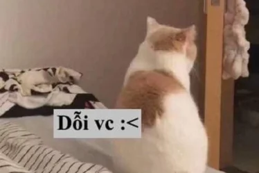 anh meme doi 07