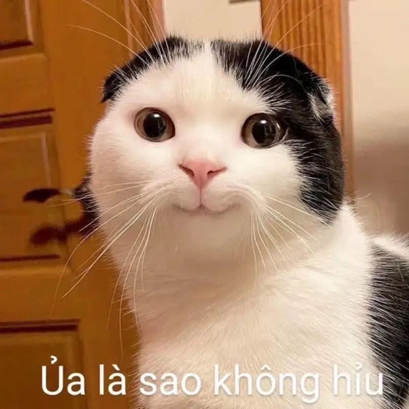 meme hài hước 7