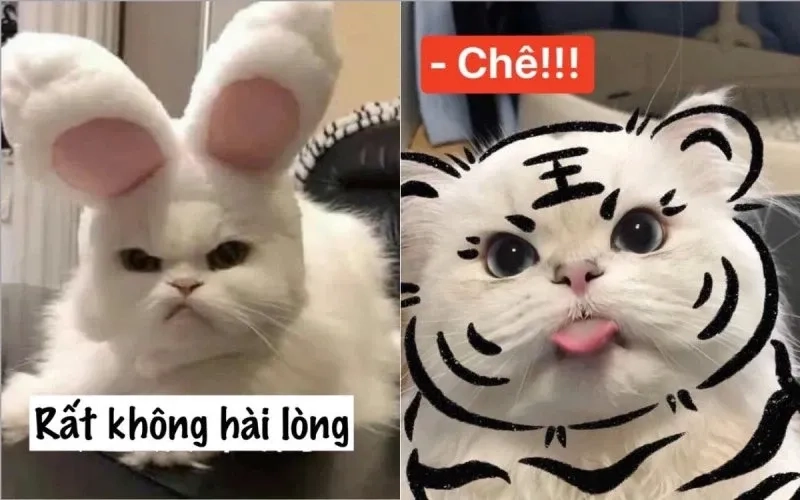 ảnh meme mèo cười 5