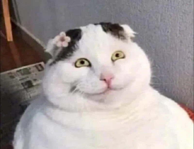 ảnh meme mèo cười 3