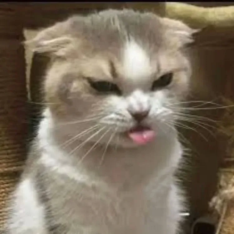 ảnh meme mèo cười 13