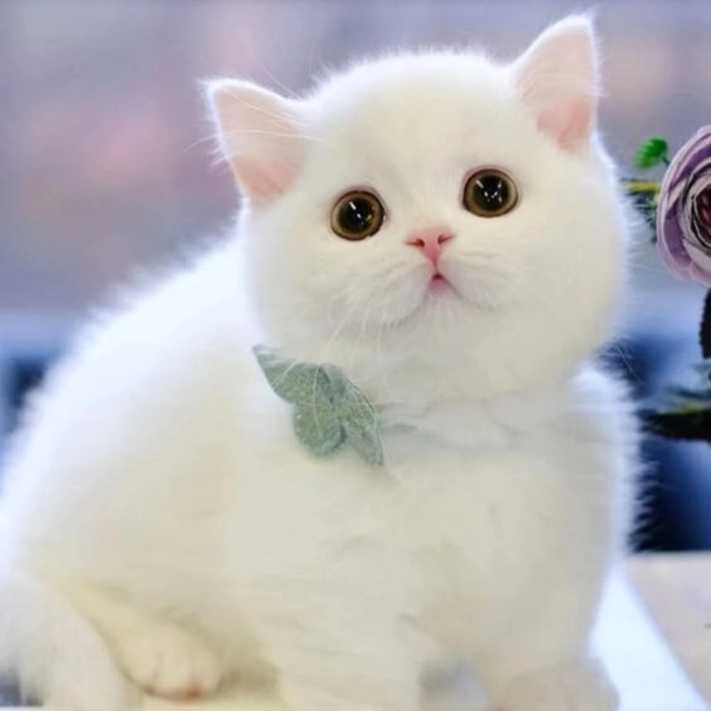 Meme mèo cute 9