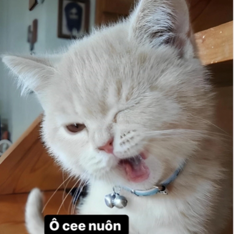 meme OK 6