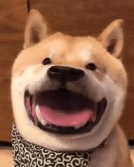 hinh anh hai meme cho 6