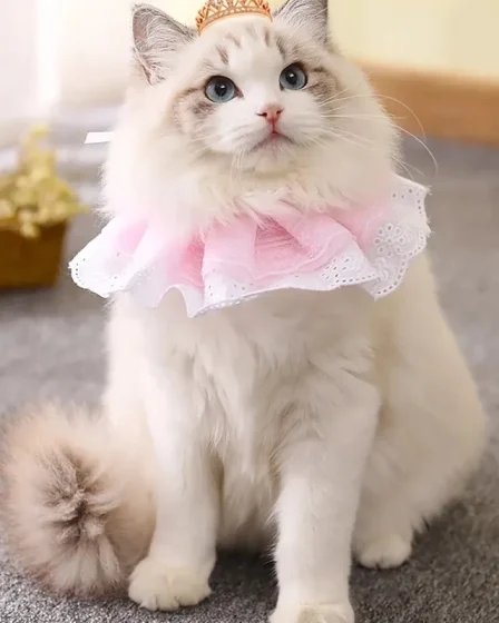 hinh anh meme meo cute 15
