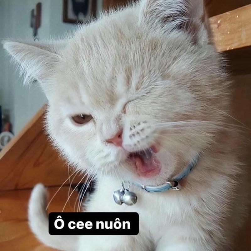 Meme mèo cute 20
