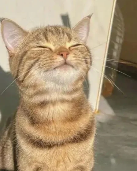 hinh meo cute meme 16