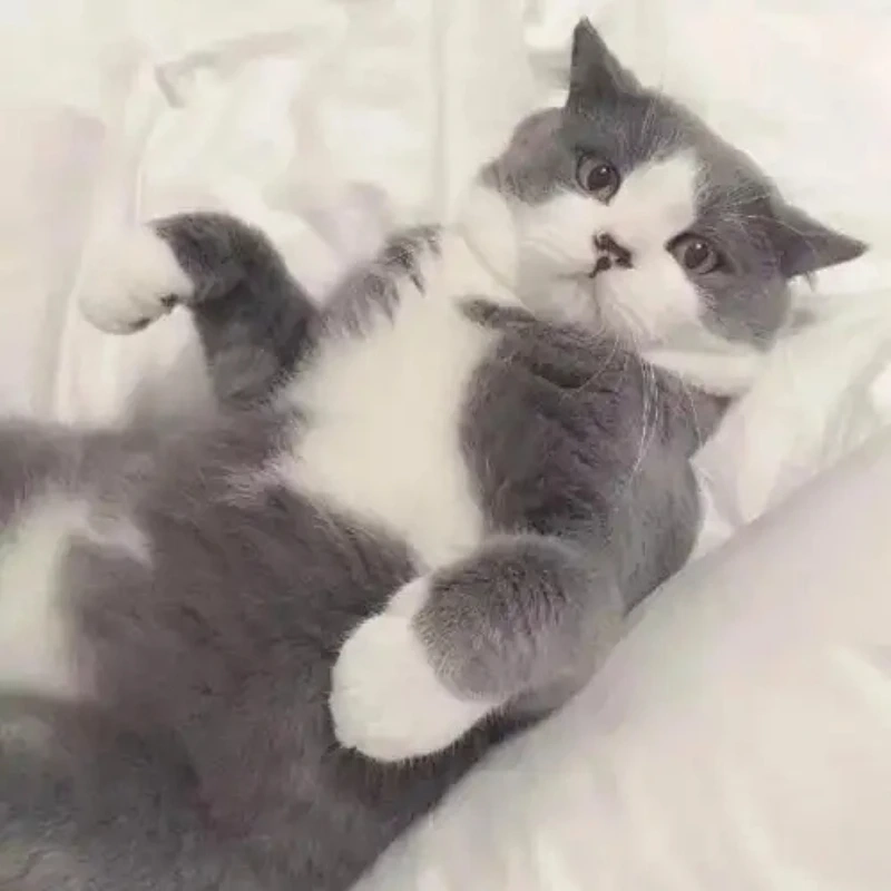 meme ảnh cute 49