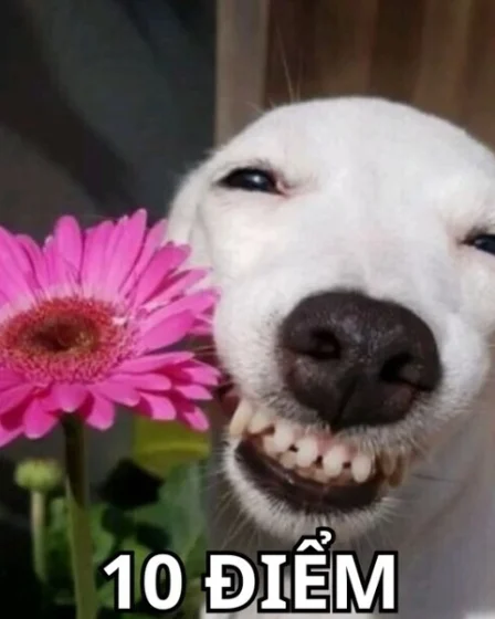 meme 10 diem 02