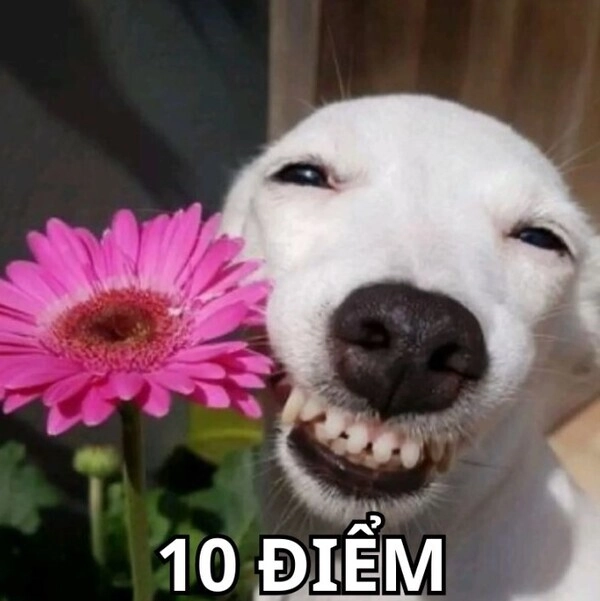 meme 10 diem 02