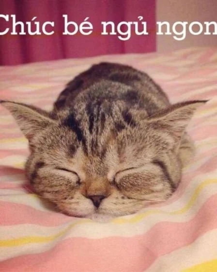 meme chuc ngu ngon 19