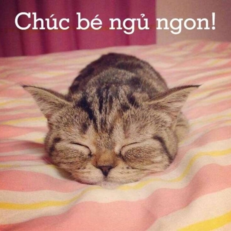 meme chuc ngu ngon 19