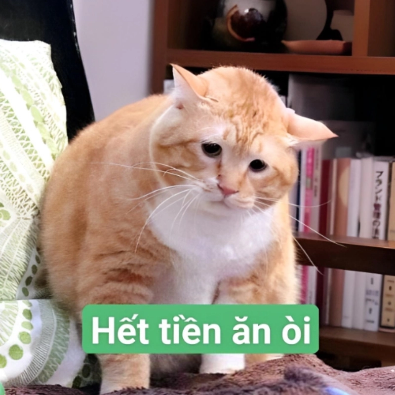 Meme hết tiền 6