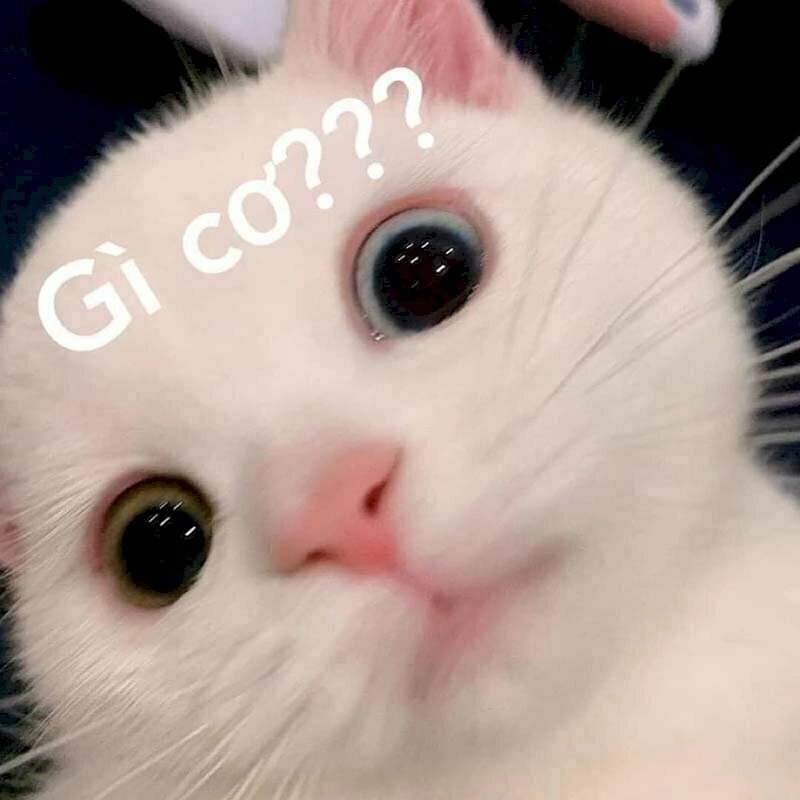 meme khó hiểu 18