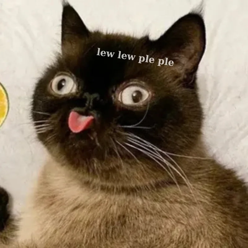 ảnh chế meme mèo bựa 13