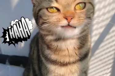 meme meo cuoi bua 8