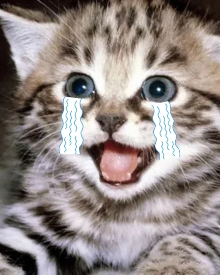 meme meo khoc