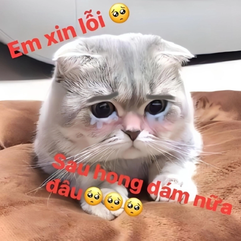 meme xin lỗi 16