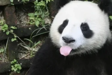 panda meme gau truc 8