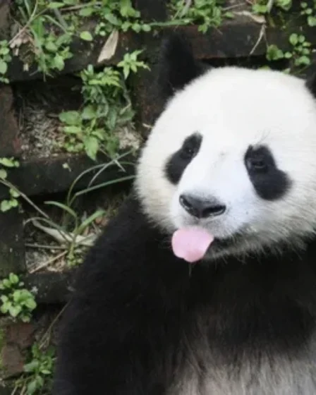 panda meme gau truc 8